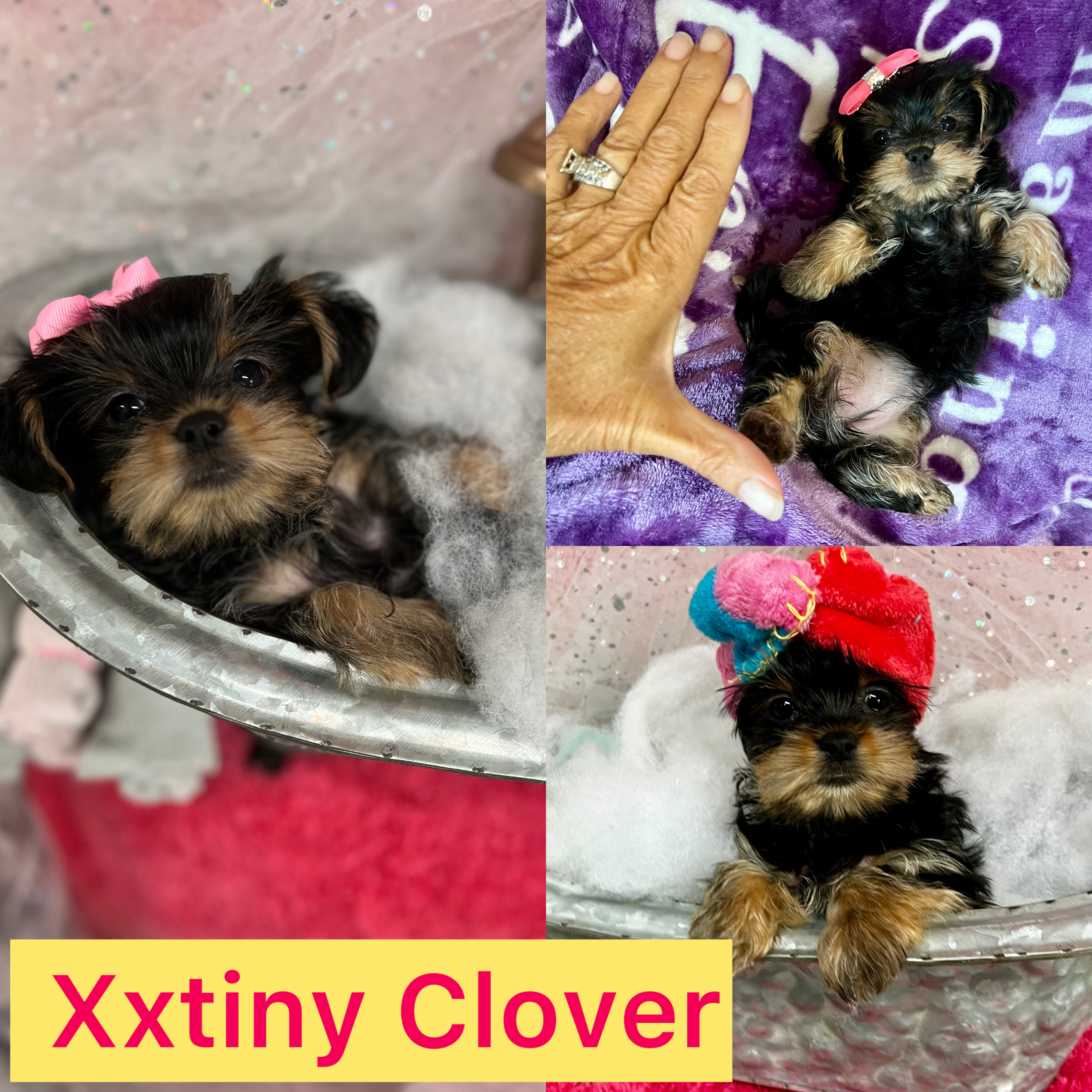 Clover is ADOPTED