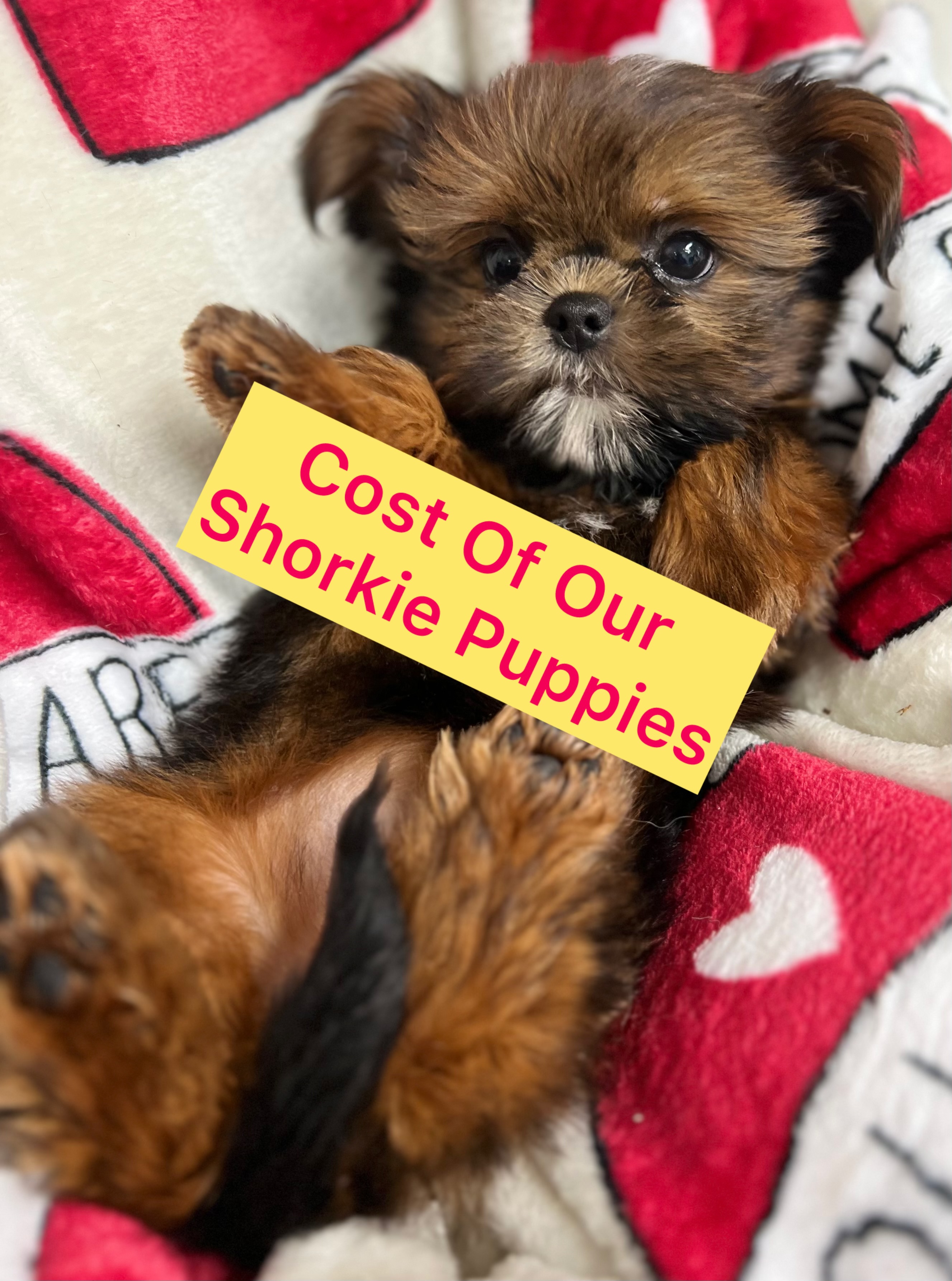Cost Of Our Shorkie Puppies